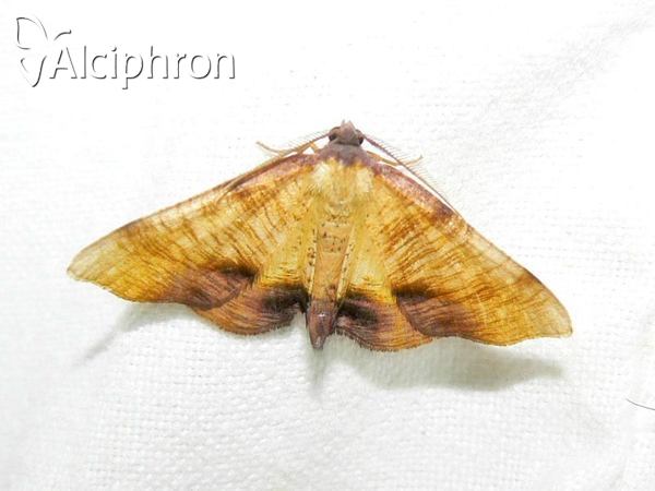 Plagodis dolabraria