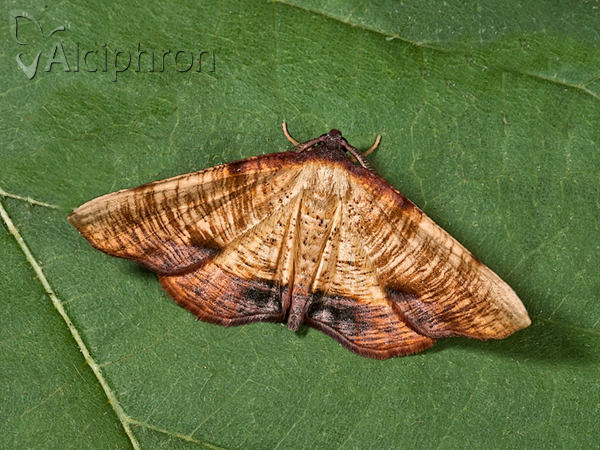 Plagodis dolabraria