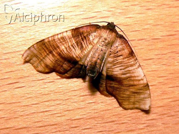 Plagodis dolabraria