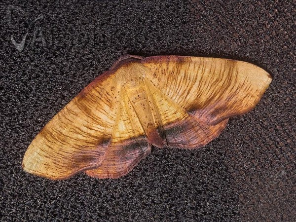 Plagodis dolabraria
