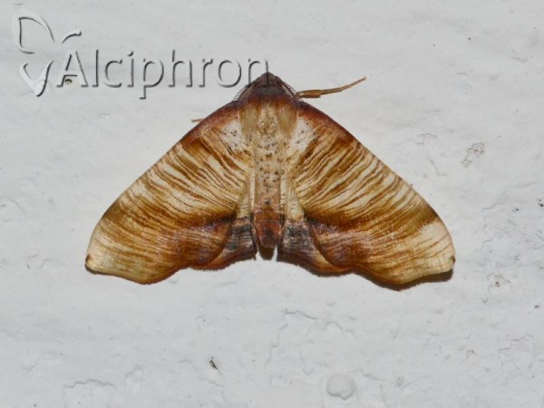 Plagodis dolabraria