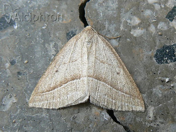 Petrophora chlorosata