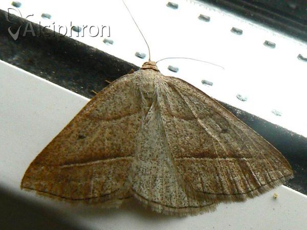 Petrophora chlorosata
