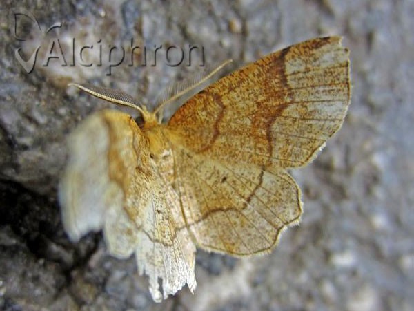 Cepphis advenaria