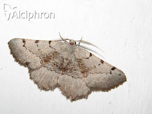 Gnopharmia stevenaria