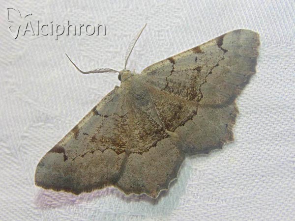 Gnopharmia stevenaria