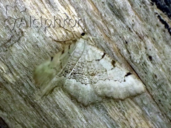 Gnopharmia stevenaria