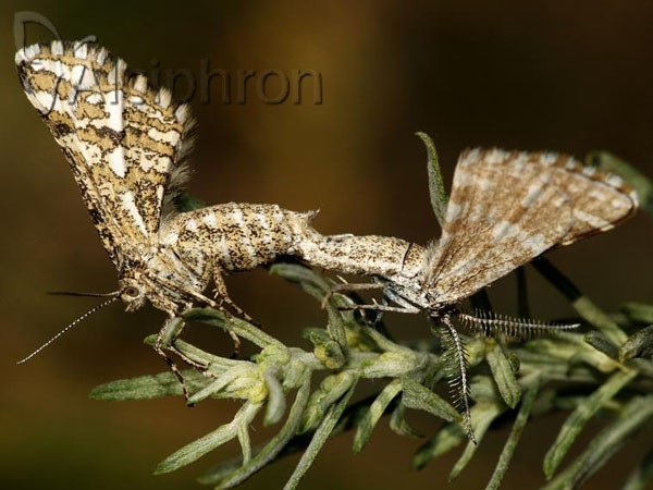 Narraga fasciolaria