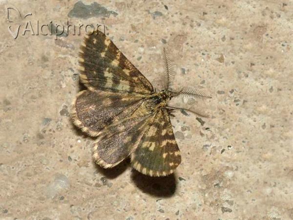 Narraga fasciolaria