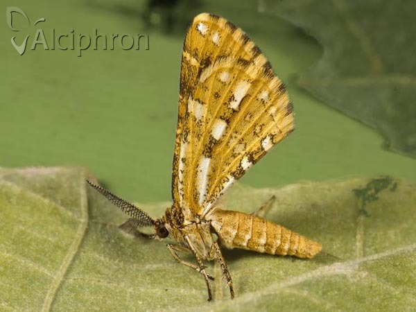 Narraga fasciolaria