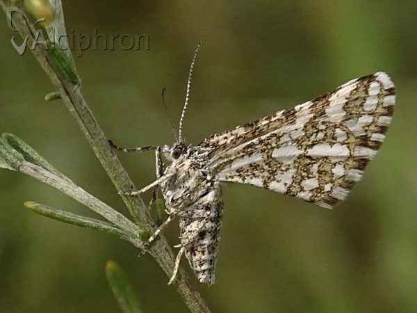 Narraga fasciolaria