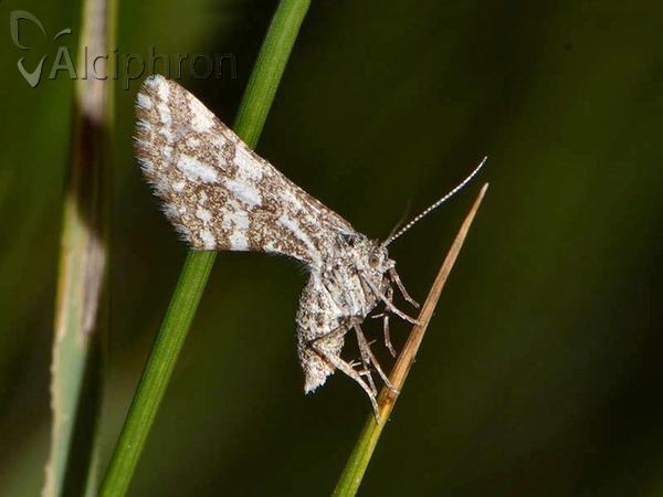 Narraga fasciolaria
