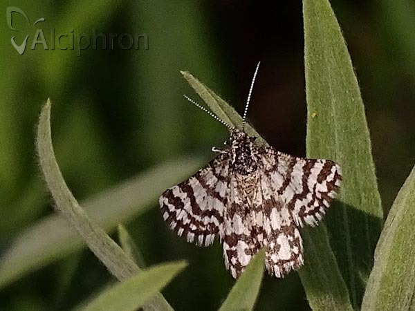 Narraga tessularia