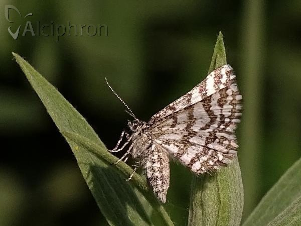 Narraga tessularia