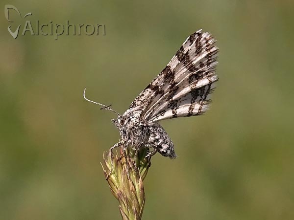 Narraga tessularia