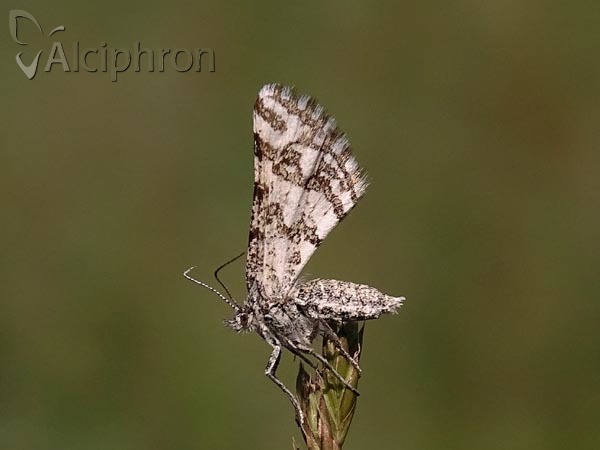 Narraga tessularia