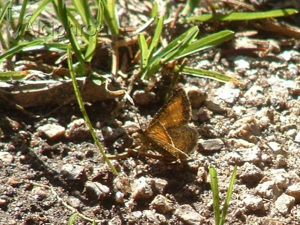 Isturgia limbaria