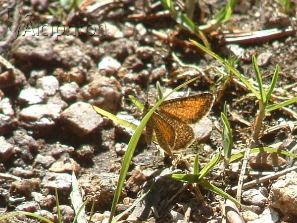 Isturgia limbaria