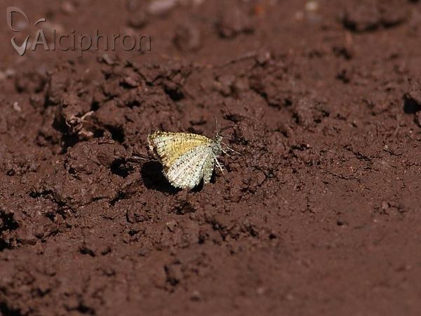 Isturgia limbaria