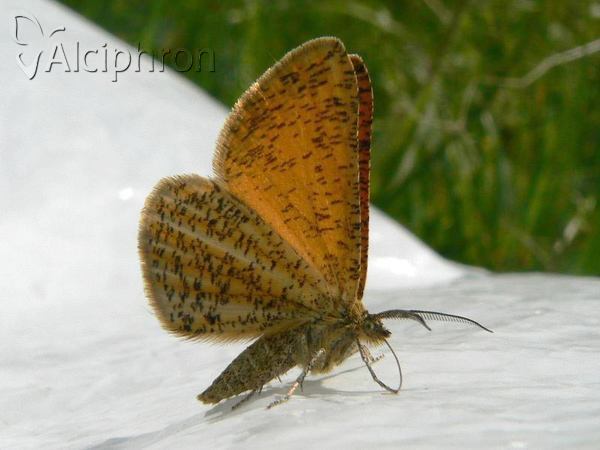 Isturgia limbaria