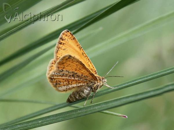 Isturgia limbaria