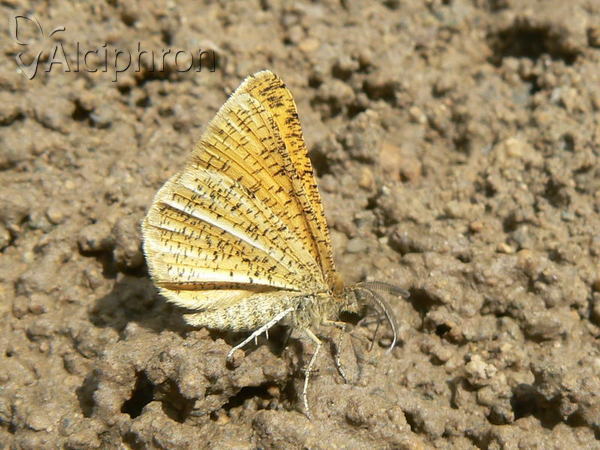 Isturgia roraria