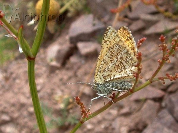Isturgia roraria