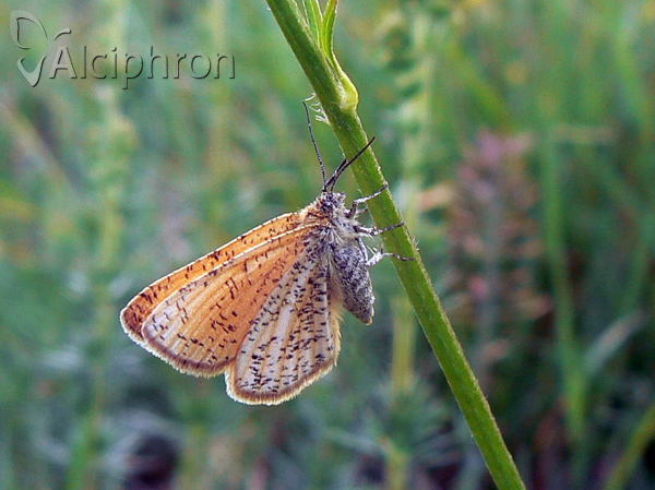 Isturgia roraria