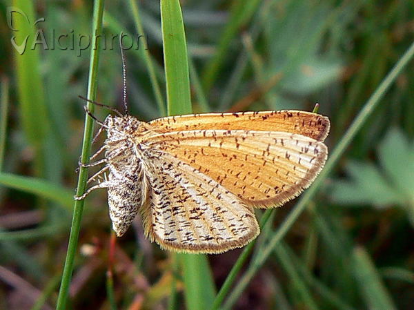 Isturgia roraria
