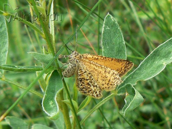 Isturgia roraria