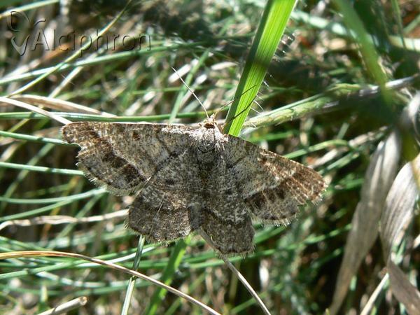 Isturgia murinaria
