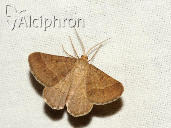 Isturgia murinaria