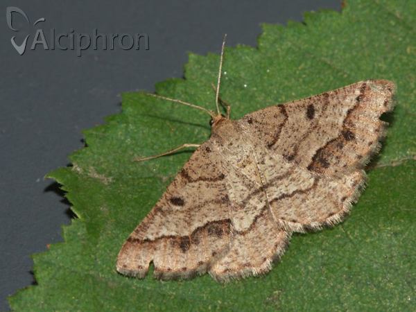 Isturgia murinaria
