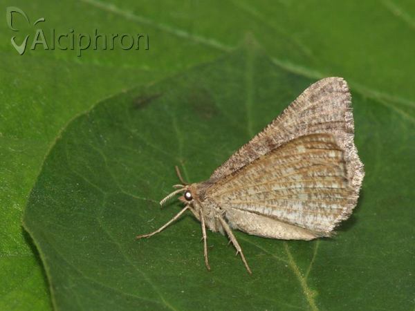 Isturgia murinaria