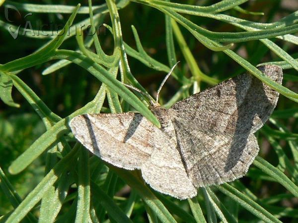 Isturgia murinaria