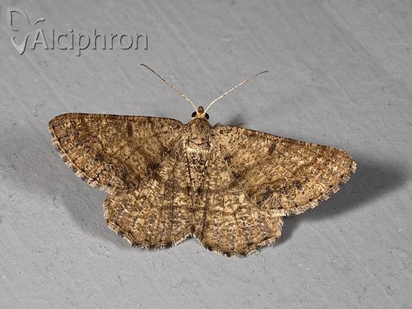 Isturgia murinaria