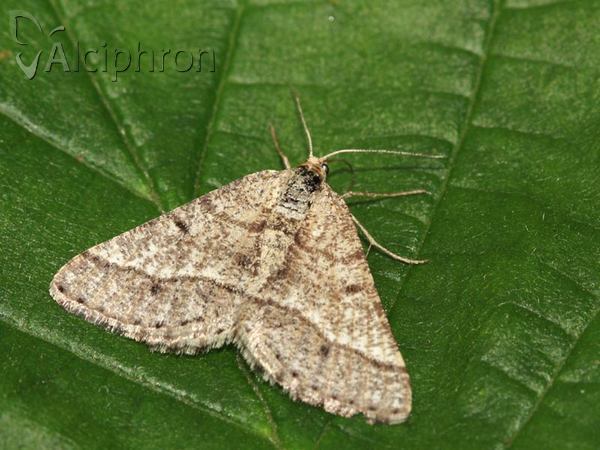 Isturgia murinaria