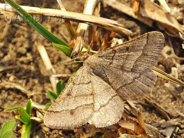 Isturgia murinaria