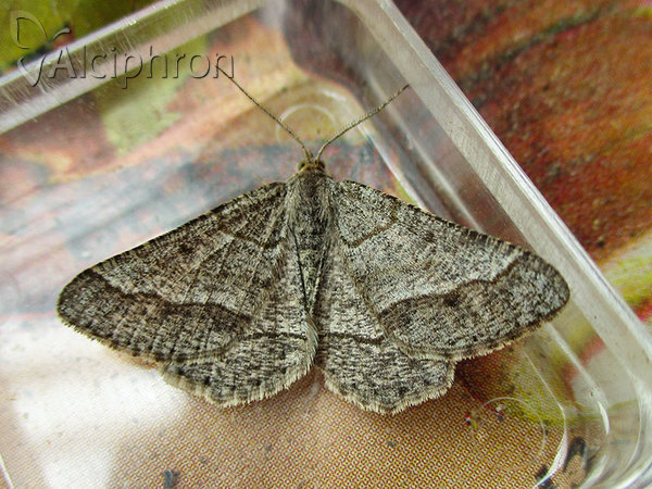 Isturgia murinaria