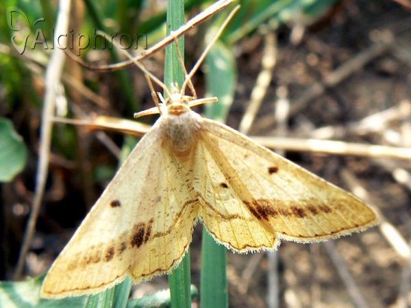 Isturgia arenacearia