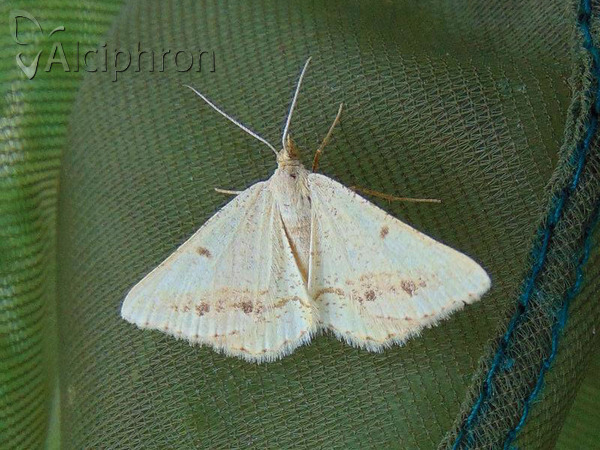 Isturgia arenacearia