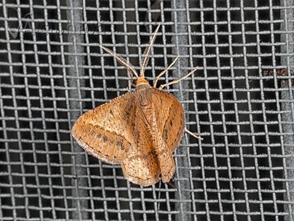 Isturgia arenacearia