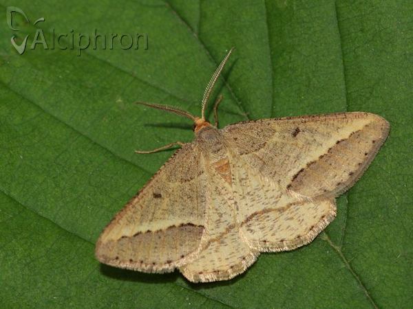 Isturgia arenacearia