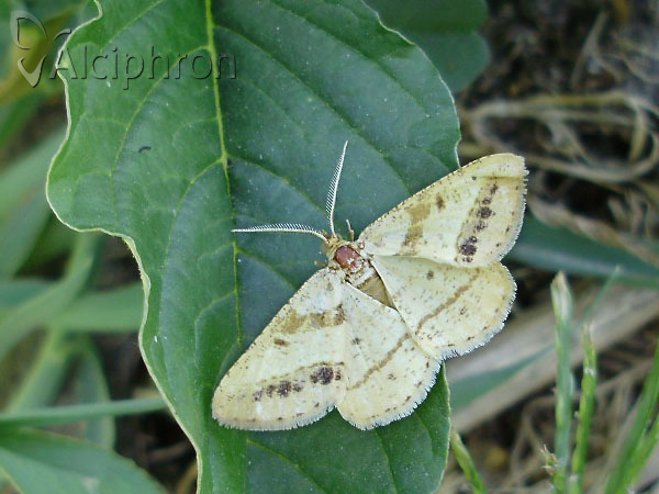 Isturgia arenacearia