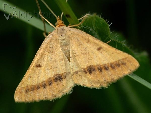 Isturgia arenacearia