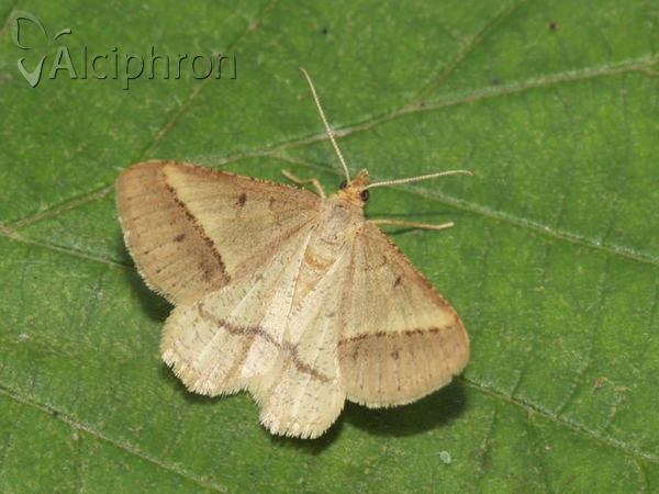 Isturgia arenacearia