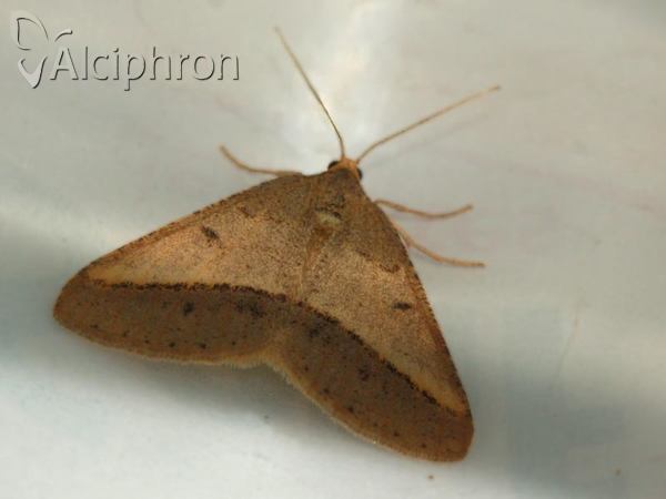 Isturgia arenacearia