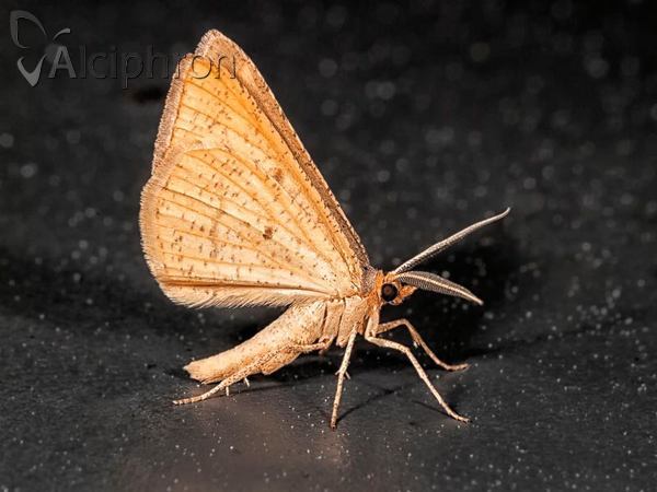 Isturgia arenacearia