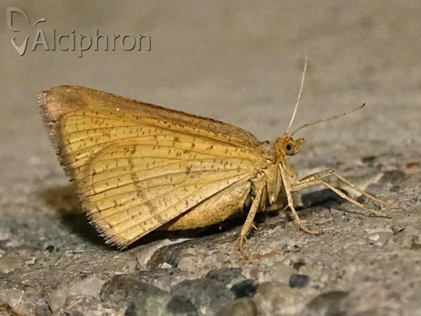 Isturgia arenacearia