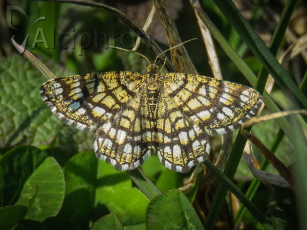 Chiasmia clathrata
